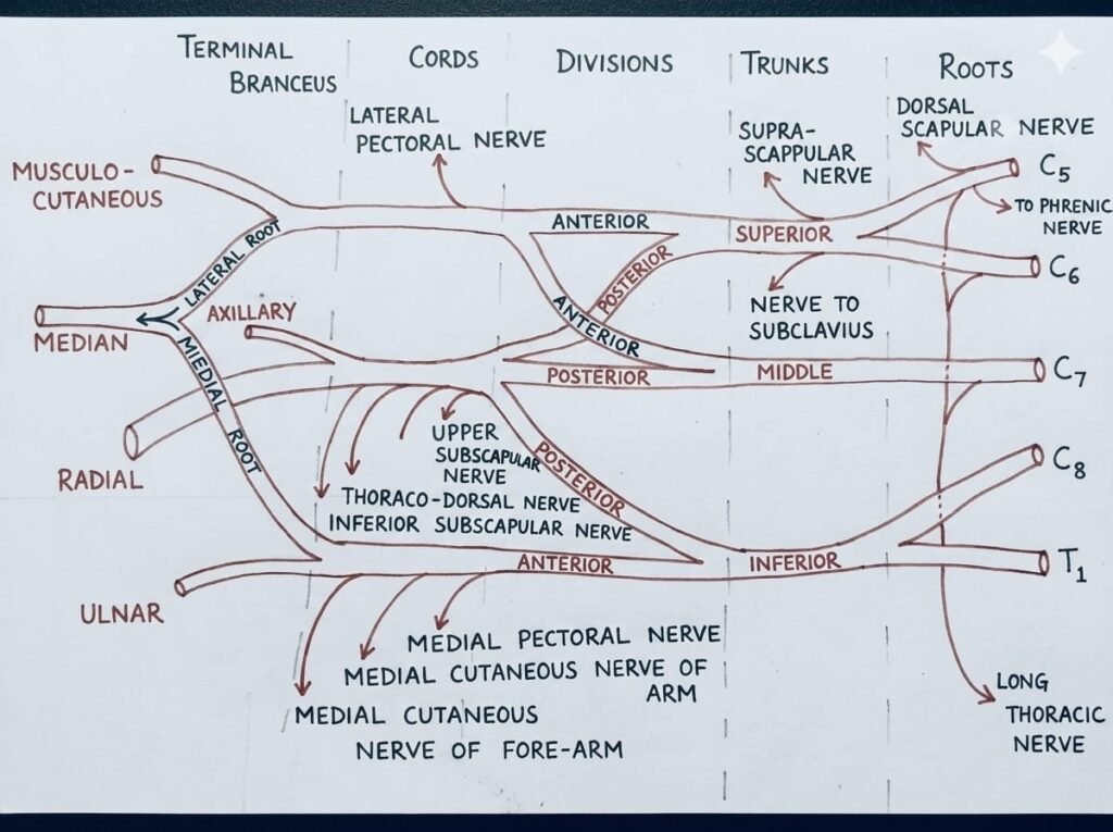 Brachial plexus Anatomy