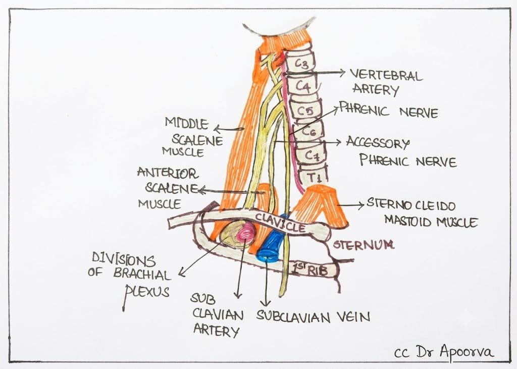 Supraclavicular block anatomy
