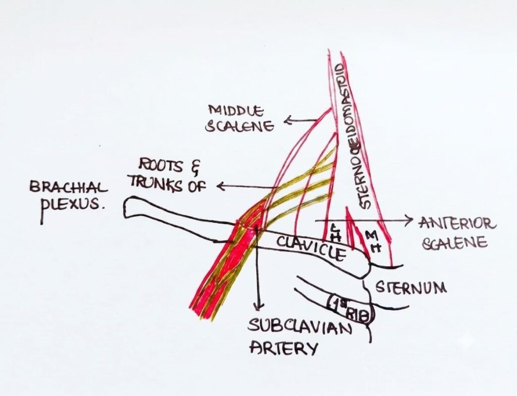 interscalene Block anatomy